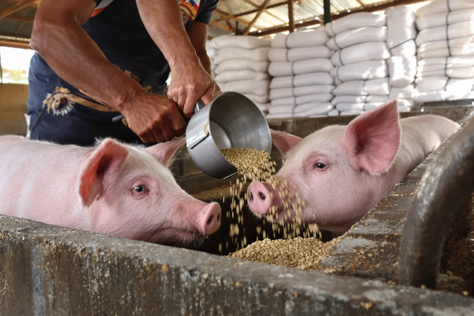 Hands pouring feed from a scoop into a concrete trough as two pigs eat